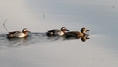 Reglja_Garganey_08.jpg