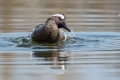 Reglja_Garganey_12.jpg