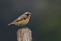 Repajlscica_Whinchat_12.jpg
