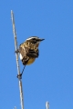 Repajlscica_Whinchat_13.jpg
