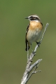 Repajlscica_Whinchat_15.jpg