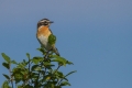 Repajlscica_Whinchat_16.jpg