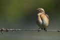 Repajlscica_Whinchat_17.jpg