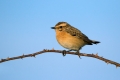 Repajlscica_Whinchat_18.jpg
