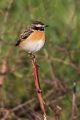 Repajlscica_Whinchat_19.jpg