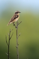 Repajlscica_Whinchat_24.jpg