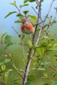 Repnik_Linnet_22.jpg