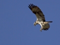 Ribji_orel_Osprey_Pandion_haliaetus_Ribji_orli_Pandionidae_01.jpg