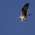 Ribji_orel_Osprey_Pandion_haliaetus_Ribji_orli_Pandionidae_02.jpg