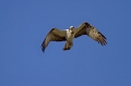 Ribji_orel_Osprey_Pandion_haliaetus_Ribji_orli_Pandionidae_03.jpg