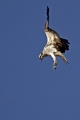 Ribji_orel_Osprey_Pandion_haliaetus_Ribji_orli_Pandionidae_04.jpg