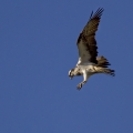 Ribji_orel_Osprey_Pandion_haliaetus_Ribji_orli_Pandionidae_05.jpg