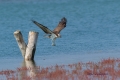 Ribji_orel_Osprey_Pandion_haliaetus_Ribji_orli_Pandionidae_06.jpg