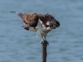 Ribji_orel_Osprey_Pandion_haliaetus_Ribji_orli_Pandionidae_07.jpg