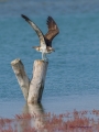 Ribji_orel_Osprey_Pandion_haliaetus_Ribji_orli_Pandionidae_08~1.jpg
