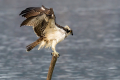 Ribji_orel_Osprey_Pandion_haliaetus_Ribji_orli_Pandionidae_09.jpg