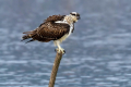 Ribji_orel_Osprey_Pandion_haliaetus_Ribji_orli_Pandionidae_10.jpg