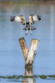 Ribji_orel_Osprey_Pandion_haliaetus_Ribji_orli_Pandionidae_12.jpg