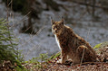 Ris_lynx_02.jpg