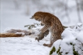 Ris_lynx_12.jpg