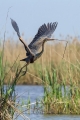 Rjava_caplja_Purple_heron_10.jpg