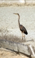 Rjava_caplja_Purple_heron_16.jpg