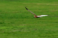 Rjavi_lunj_Marsh_harrier_Circus_aeruginosus_Orli_Accipitridae_04.jpg