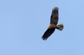Rjavi_lunj_Marsh_harrier_Circus_aeruginosus_Orli_Accipitridae_06.jpg