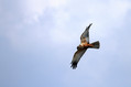 Rjavi_lunj_Marsh_harrier_Circus_aeruginosus_Orli_Accipitridae_07.jpg