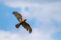 Rjavi_lunj_Marsh_harrier_Circus_aeruginosus_Orli_Accipitridae_09.jpg
