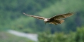 Rjavi_lunj_Marsh_harrier_Circus_aeruginosus_Orli_Accipitridae_10.jpg