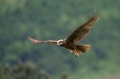 Rjavi_lunj_Marsh_harrier_Circus_aeruginosus_Orli_Accipitridae_11.jpg