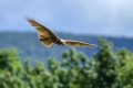 Rjavi_lunj_Marsh_harrier_Circus_aeruginosus_Orli_Accipitridae_12.jpg