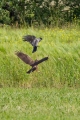 Rjavi_lunj_Marsh_harrier_Circus_aeruginosus_Orli_Accipitridae_13.jpg