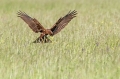 Rjavi_lunj_Marsh_harrier_Circus_aeruginosus_Orli_Accipitridae_16.jpg