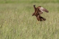 Rjavi_lunj_Marsh_harrier_Circus_aeruginosus_Orli_Accipitridae_18.jpg