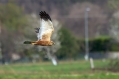 Rjavi_lunj_Marsh_harrier_Circus_aeruginosus_Orli_Accipitridae_19.jpg