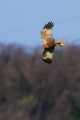 Rjavi_lunj_Marsh_harrier_Circus_aeruginosus_Orli_Accipitridae_21.jpg