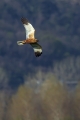 Rjavi_lunj_Marsh_harrier_Circus_aeruginosus_Orli_Accipitridae_25.jpg