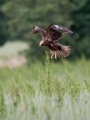 Rjavi_lunj_Marsh_harrier_Circus_aeruginosus_Orli_Accipitridae_27.jpg