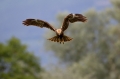 Rjavi_lunj_Marsh_harrier_Circus_aeruginosus_Orli_Accipitridae_28.jpg