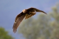 Rjavi_lunj_Marsh_harrier_Circus_aeruginosus_Orli_Accipitridae_29.jpg
