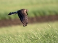 Rjavi_lunj_Marsh_harrier_Circus_aeruginosus_Orli_Accipitridae_33.jpg