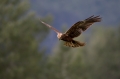 Rjavi_lunj_Marsh_harrier_Circus_aeruginosus_Orli_Accipitridae_43.jpg