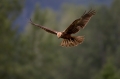 Rjavi_lunj_Marsh_harrier_Circus_aeruginosus_Orli_Accipitridae_45.jpg