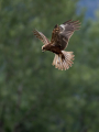 Rjavi_lunj_Marsh_harrier_Circus_aeruginosus_Orli_Accipitridae_49.jpg