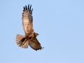 Rjavi_lunj_Marsh_harrier_Circus_aeruginosus_Orli_Accipitridae_51.jpg