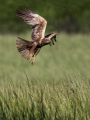 Rjavi_lunj_Marsh_harrier_Circus_aeruginosus_Orli_Accipitridae_52.jpg