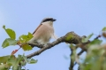 Rjavi_srakoper_Red_backed_shrike_15.jpg