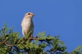 Rjavi_srakoper_Red_backed_shrike_17.jpg